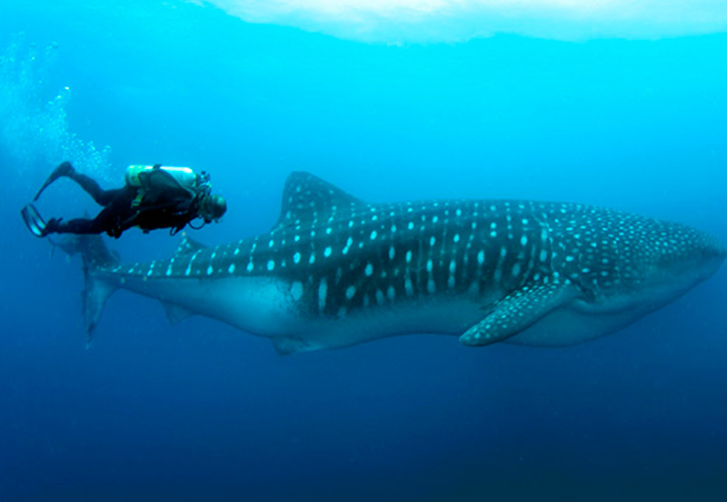 Which adventure activities can I do in Galapagos Which adventure activities can I do in Galapagos