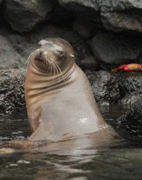 Galapagos Islands Sea Lion