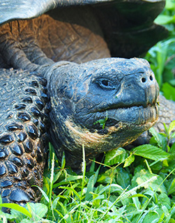 Galapagos tortoise Seniors tours Galapagos tortoise Seniors tours