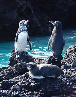Penguins in Galapagos Penguins in Galapagos
