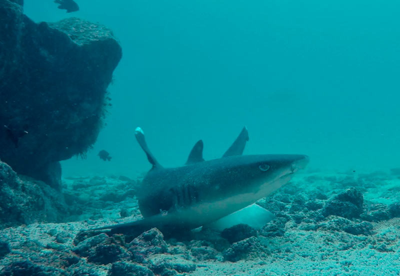 Swimming with sharks Swimming with sharks