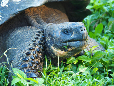 Tours a Galapagos