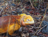 Tours a Galapagos