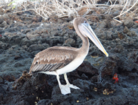 Tours a Galapagos