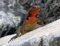 Lizards | Galapagos