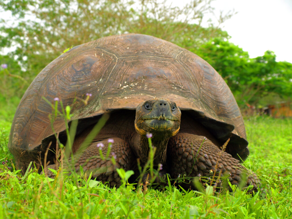 Giant Tortoise in Santa Cruz Island