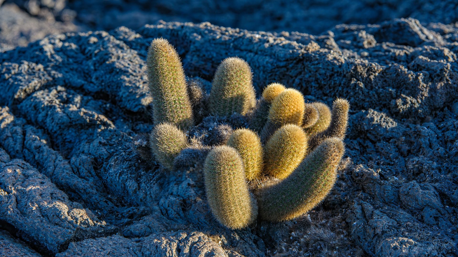 Cactus de lava