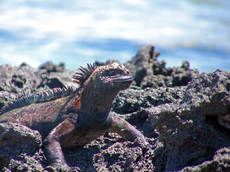 Marine iguana of Galapagos Islands