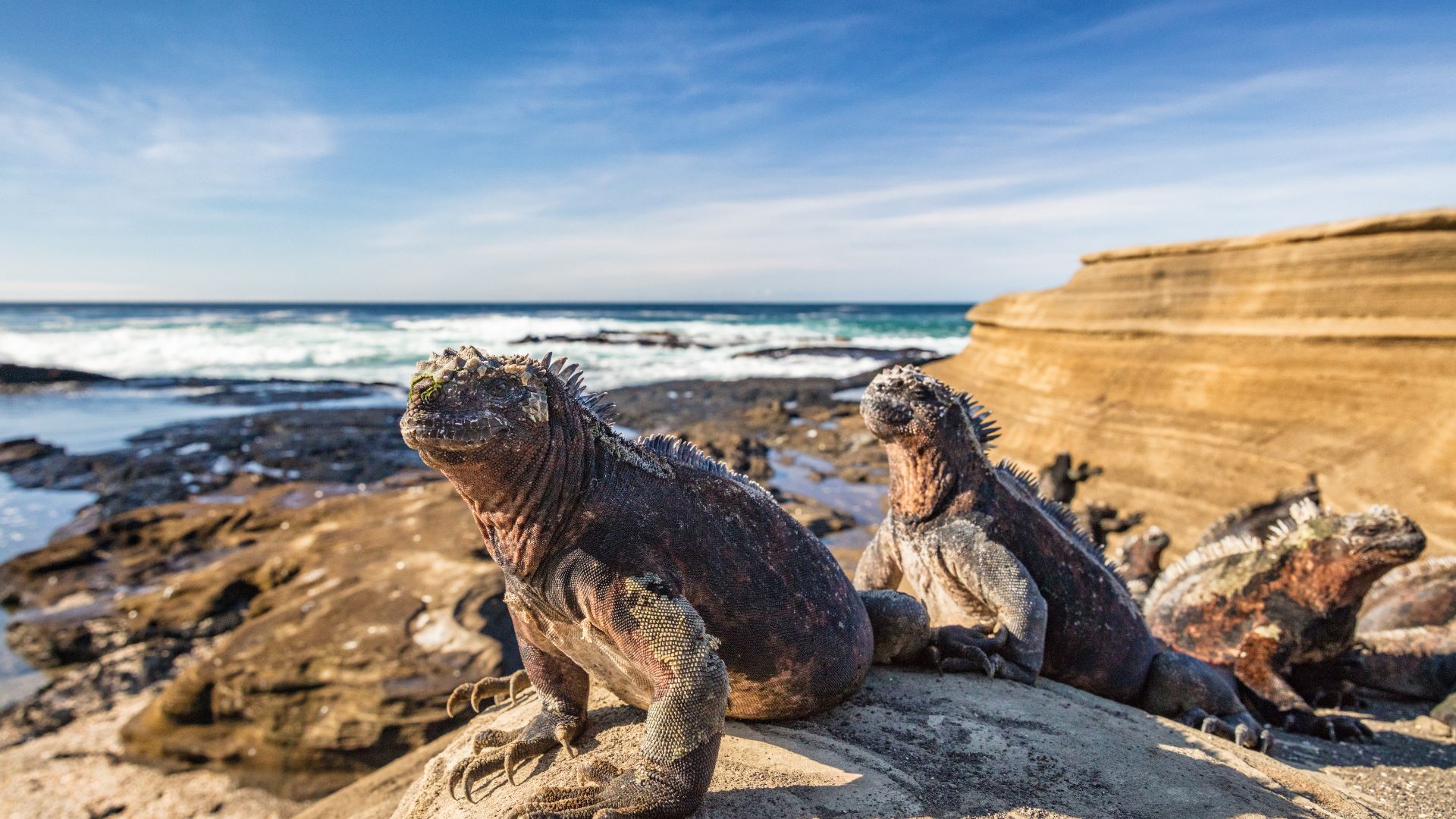 Iguana Marine in Puerto Egas