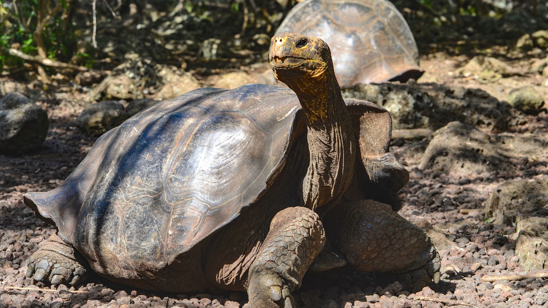 The Galapagos Interpretation Center San Cristobal Island
