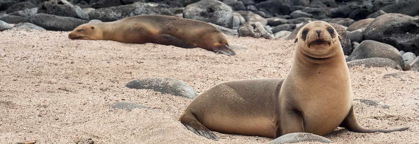 Sea Wolf | Galapagos