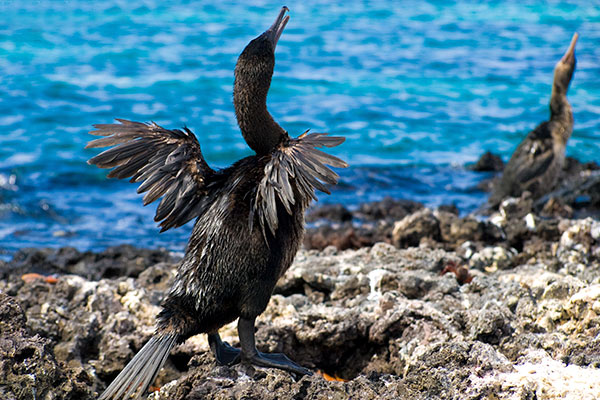 Isla Española | Galapagos Isla