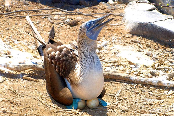 Piqueros de patas azules | Galapagos