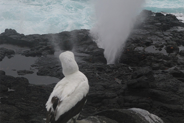 Española Island | Galapagos Birds