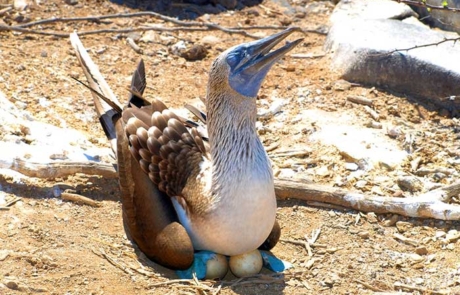 Blue footed boobies | Galapagos Islands