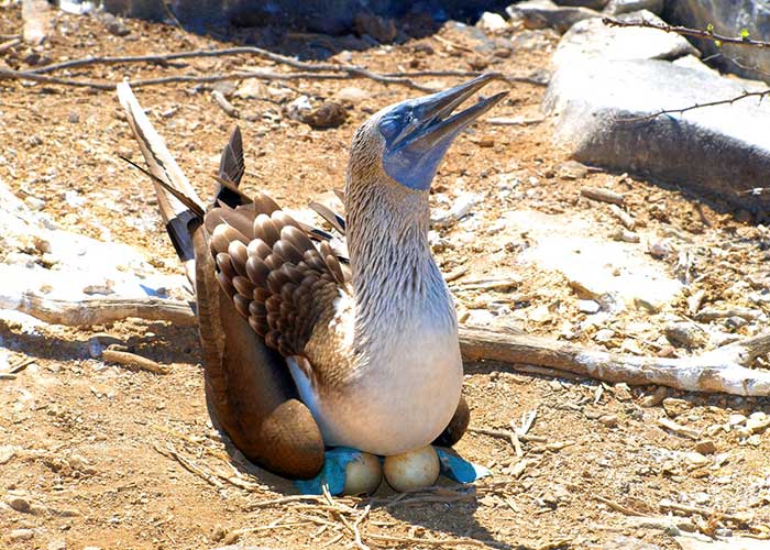 Blue footed boobies | Galapagos Islands