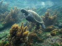 galapagos-islands-wildlife-latintrails