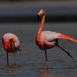 isabela-island-galapagos