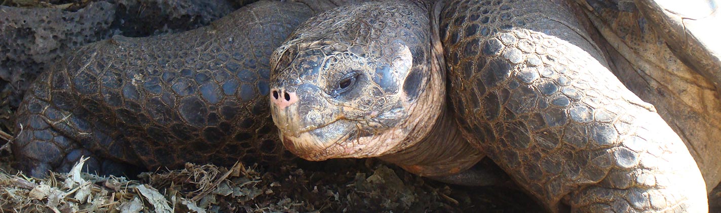 santa-cruz-island-galapagos-ecuador