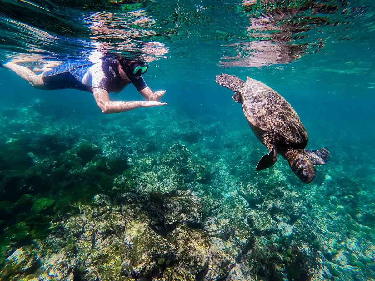snorkeling - galapagos marine turtle