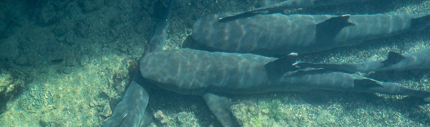 Sharks  |  Galapagos