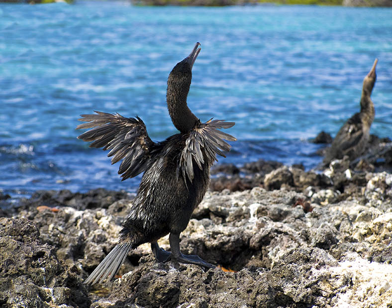 Cormorant Bird | Isabela Island | Galapagos