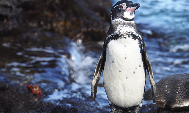 Pinguinos de Galápagos | Islas Galápagos Pinguinos de Galápagos | Islas Galápagos