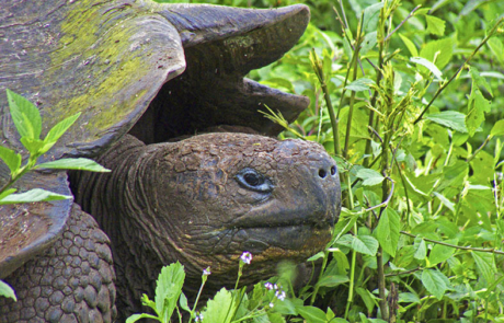Santa Cruz Island | Galapagos | Gian Tortoises