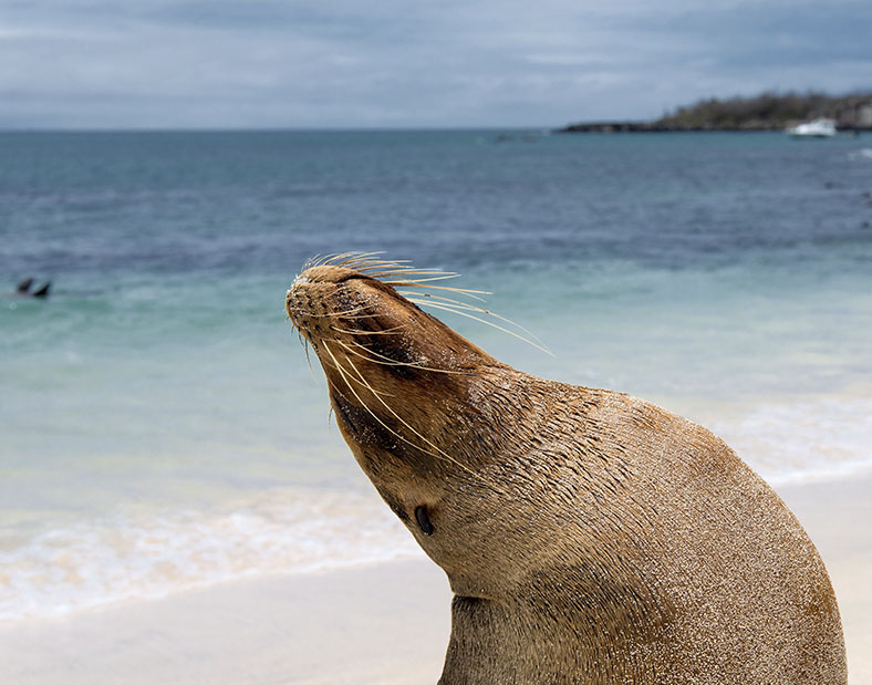 Sea Lions | Galapagos Islands