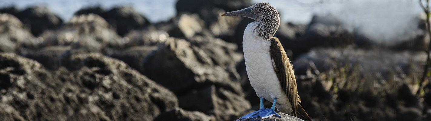 Blue footed boobies Galapagos Islands Blue footed boobies Galapagos Islands