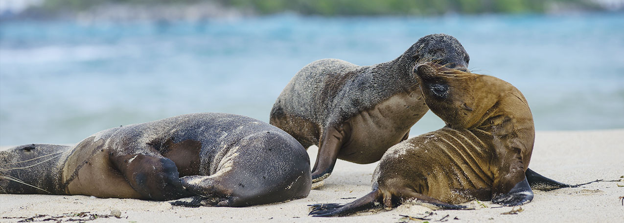 Sea Lions | Galapagos Islands Sea Lions | Galapagos Islands