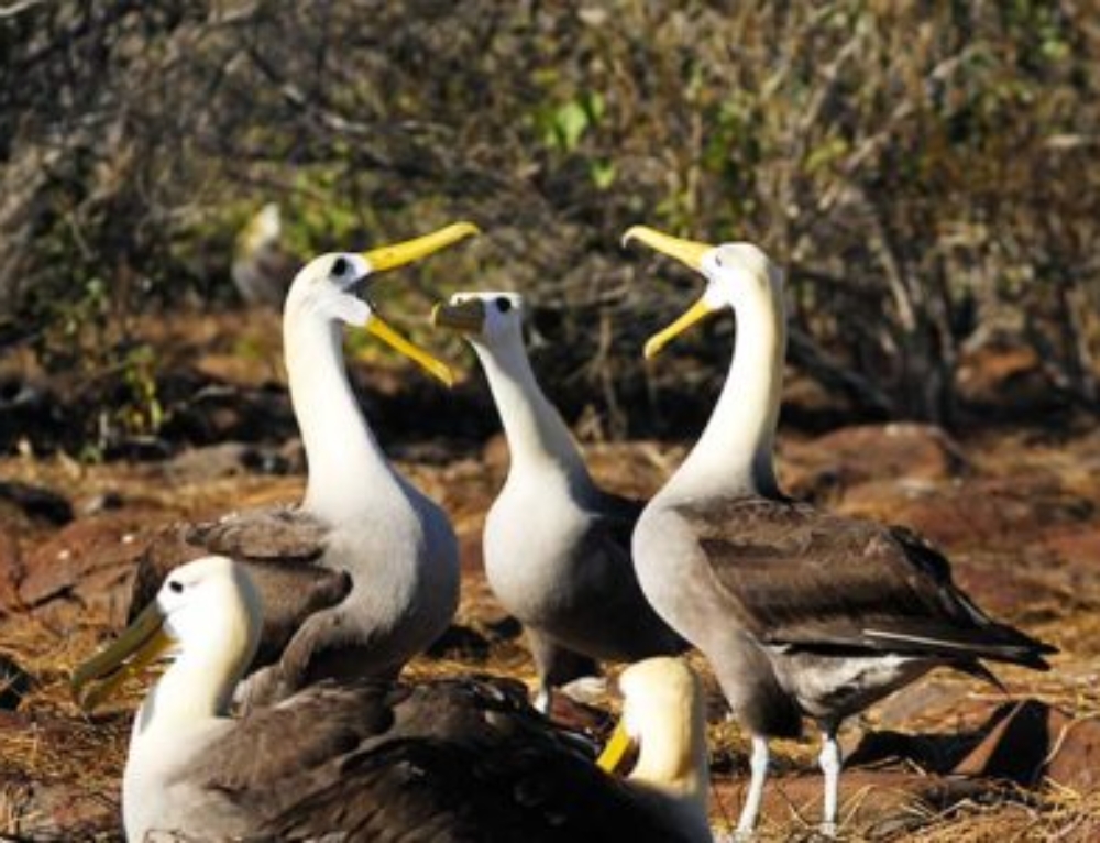 Galapagos Albatross Galapagos Albatross