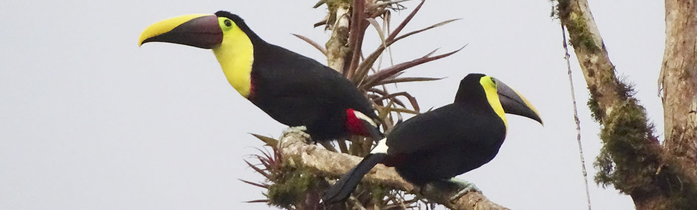 Toucan | Mindo Toucan | Mindo