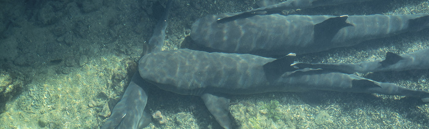swimming amoung sharks galapagos swimming amoung sharks galapagos