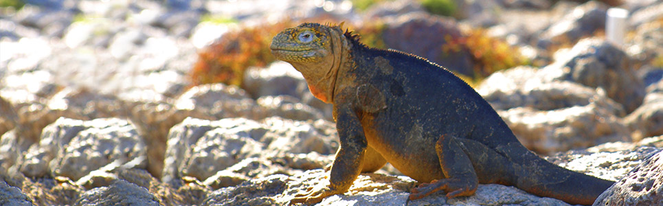 Land-iguanas-Galapagos-Islands Land-iguanas-Galapagos-Islands