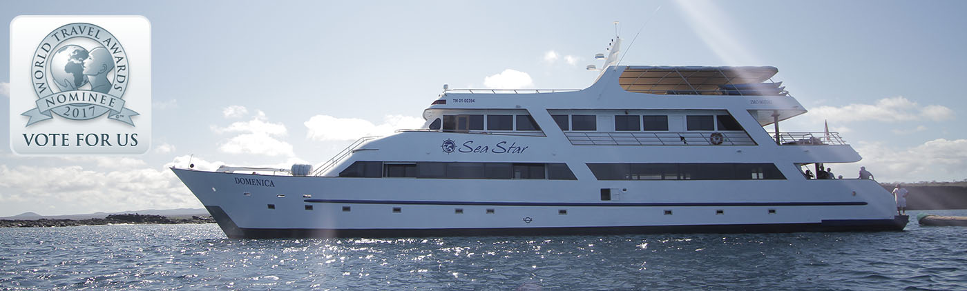 Sea Star Sea Star