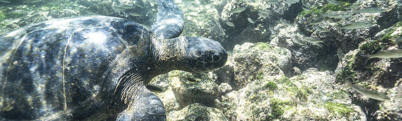 The-most-fascinating-marine-species-of-Galapagos The-most-fascinating-marine-species-of-Galapagos