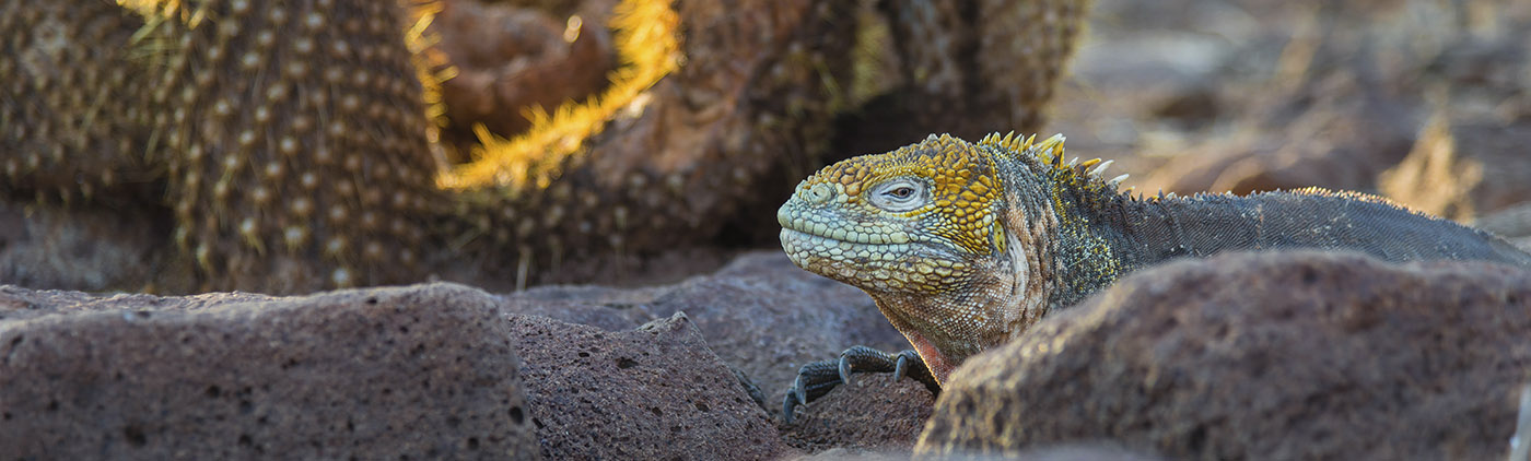 Iguane Galapagos Iguane Galapagos
