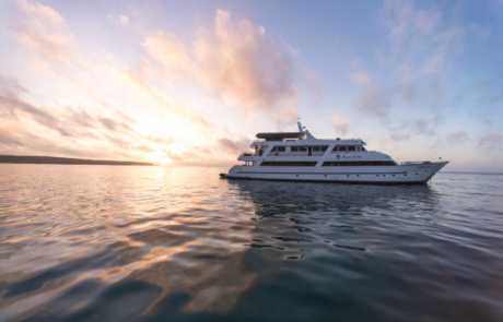 Sea Star Journey