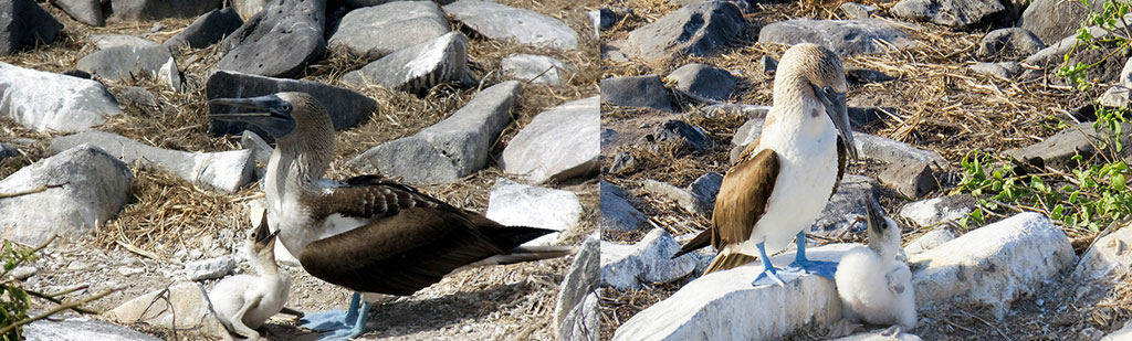 Blue foot boobies babies | Galapagos cruises Blue foot boobies babies | Galapagos cruises