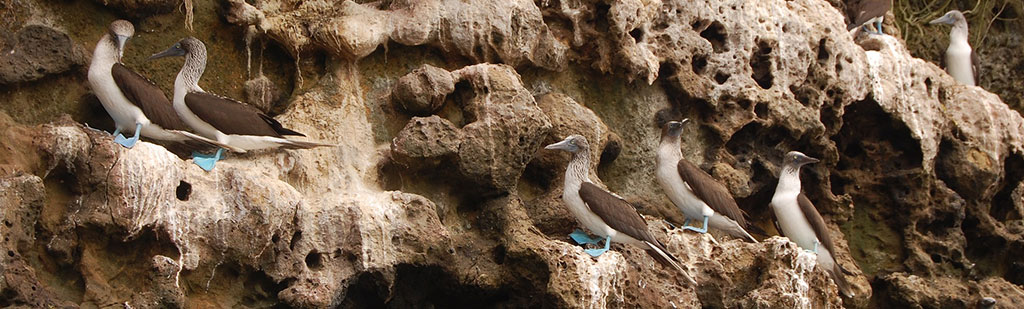 Blue foot boobies | Galapagos cruise