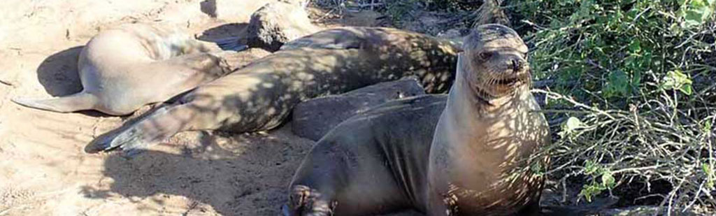 Sea Lions | Galapagos cruises