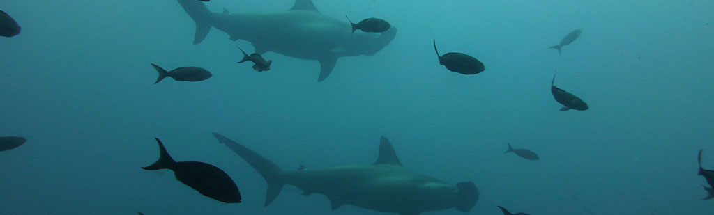 Hammerhead shark | Galapagos cruise