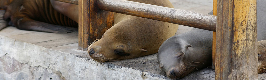 Sea Lion baby | Galapagos cruise