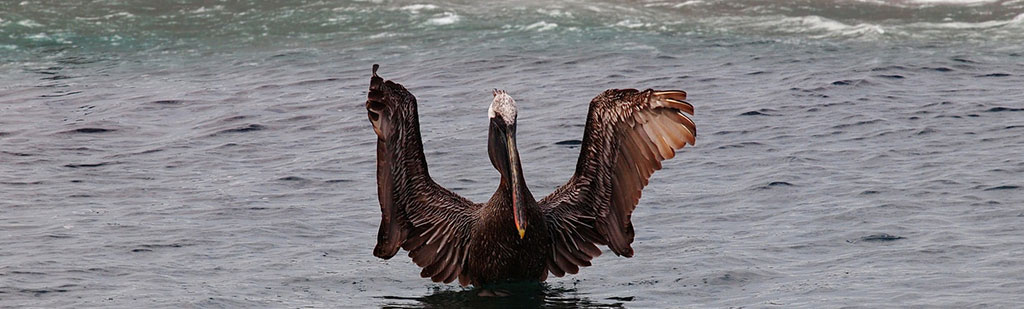 Pelican | Galapagos cruises