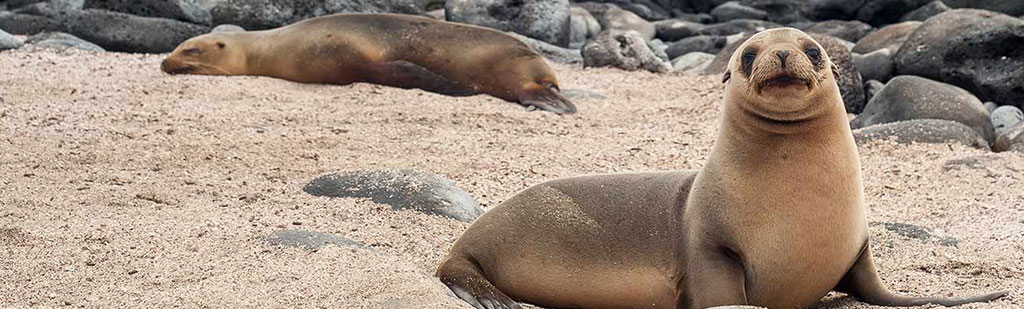 Sea lion | Galapagos cruise