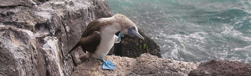 Blue Footed Pirouette | Galapagos Blue Footed Pirouette | Galapagos