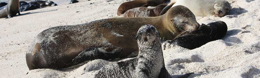 Sea ​​Wolf | Galapagos