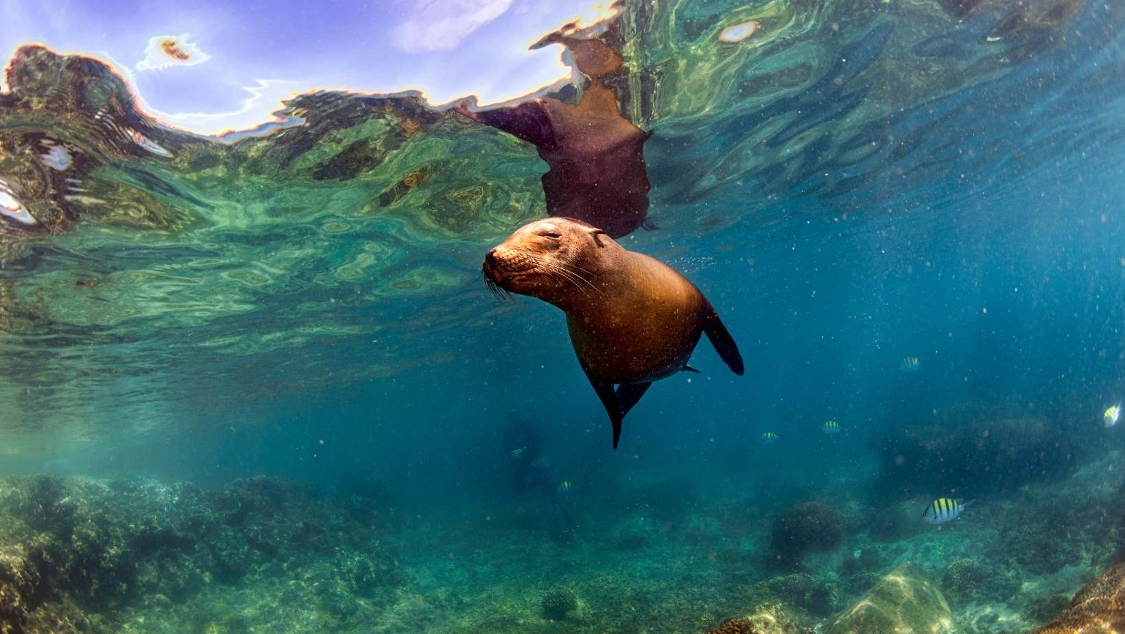 Sea Wolf | Galapagos