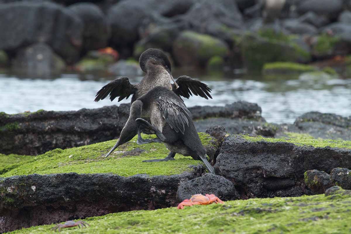 Galapagos Flightless Cormorant
